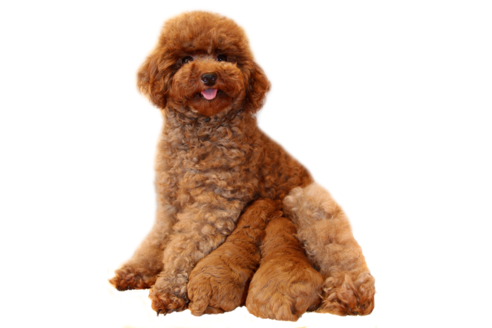 販売中のトイプードルの親犬